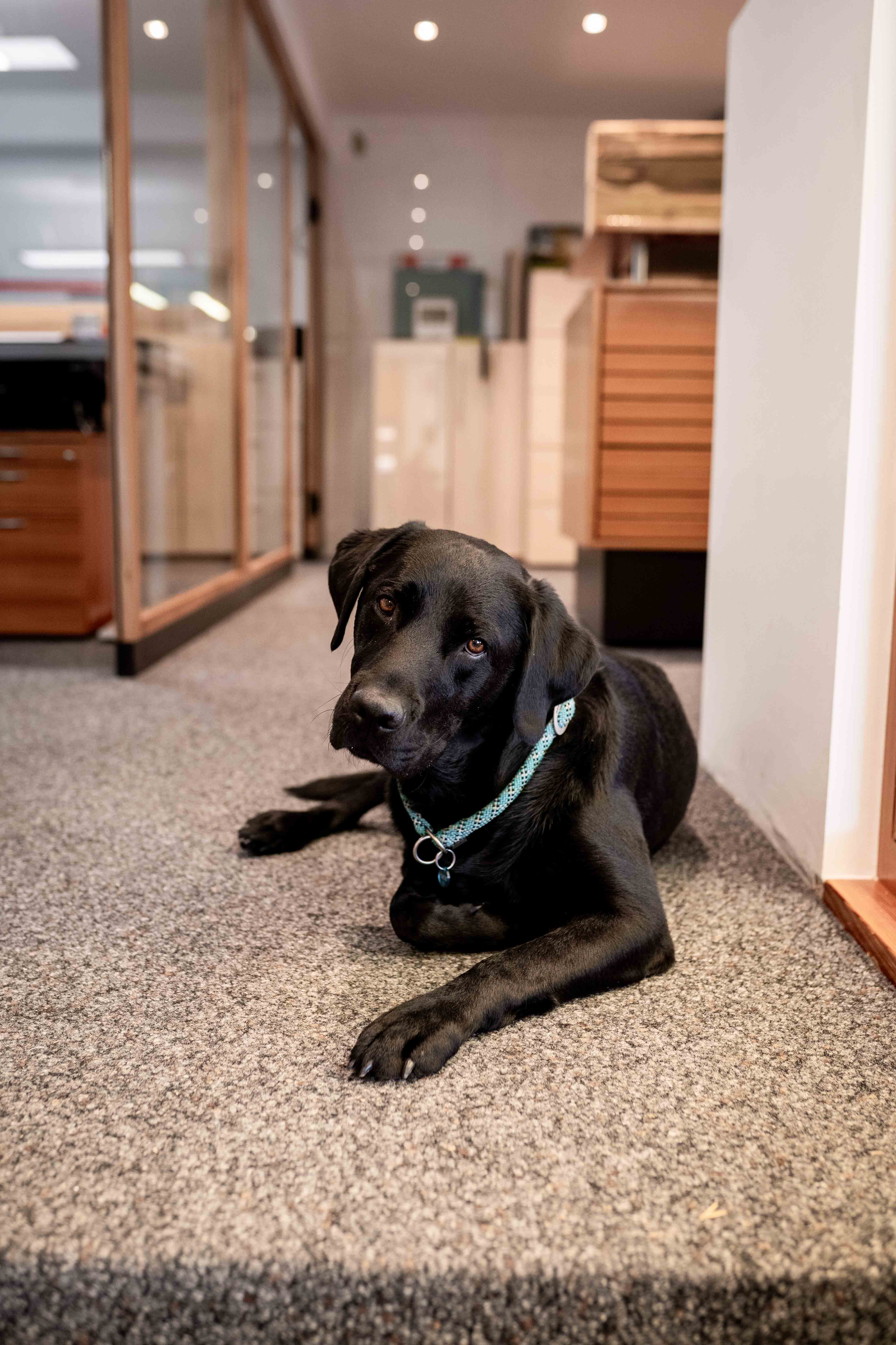 Schwarzer Hund liegt ruhig auf dem Boden in einem modernen Bürobereich
